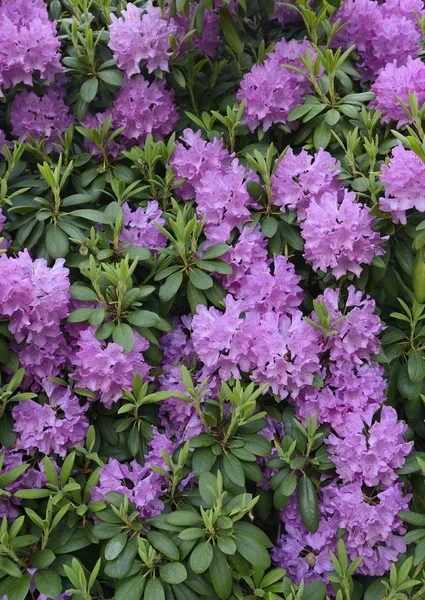 Rhododendrons starting to bloom — Stock Photo, Image