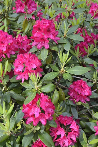 Rhododendrons starting to bloom — Stock Photo, Image