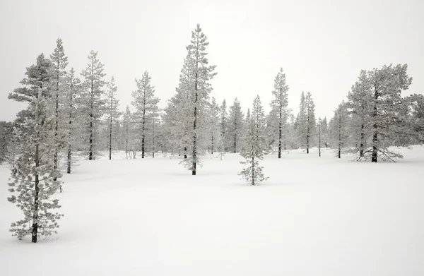 Bomen bedekt met sneeuw. — Stockfoto