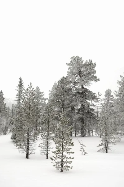 Bomen bedekt met sneeuw. — Stockfoto