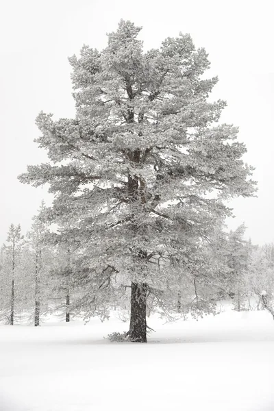 雪に覆われた木. — ストック写真