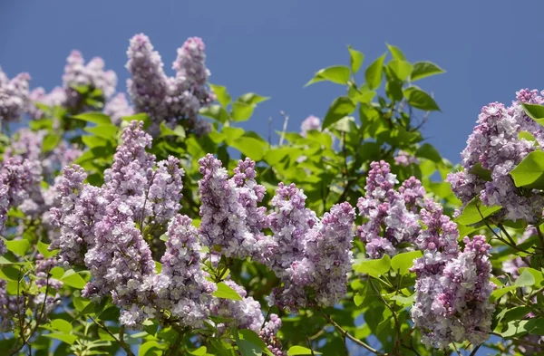 Beautiful purpel lilac — Stock Photo, Image