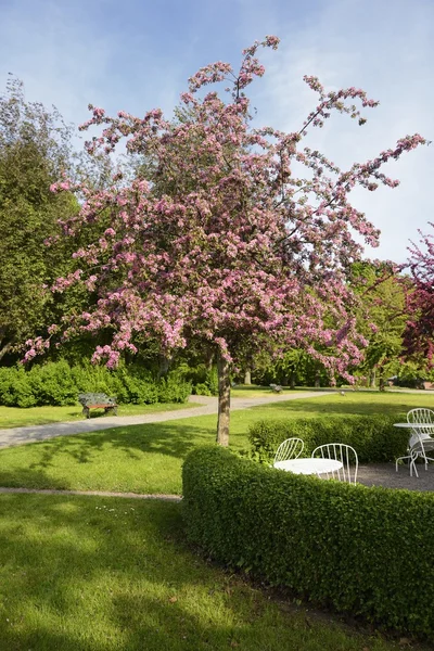 Flores de cerezo en el parque —  Fotos de Stock