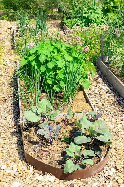 Ogród Warzywny Podniesionej Pola — Zdjęcie stockowe