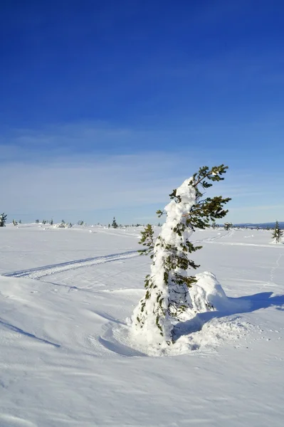 Kruis land ski wandelpad — Stockfoto