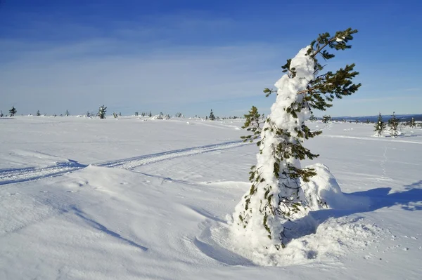 Kruis land ski wandelpad — Stockfoto