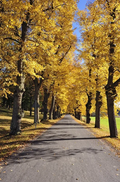 Sentiero in Autunno — Foto Stock