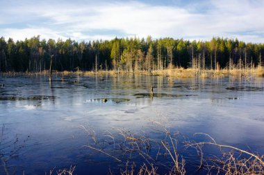 Wetland in Stockholm area that has become a breeding ground for several types of birds
