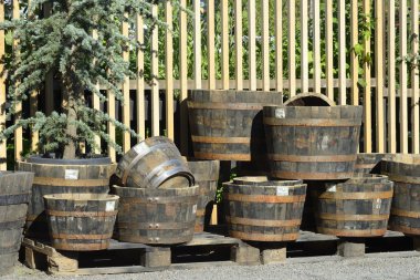 Yeni sedir yetiştiricilerinin