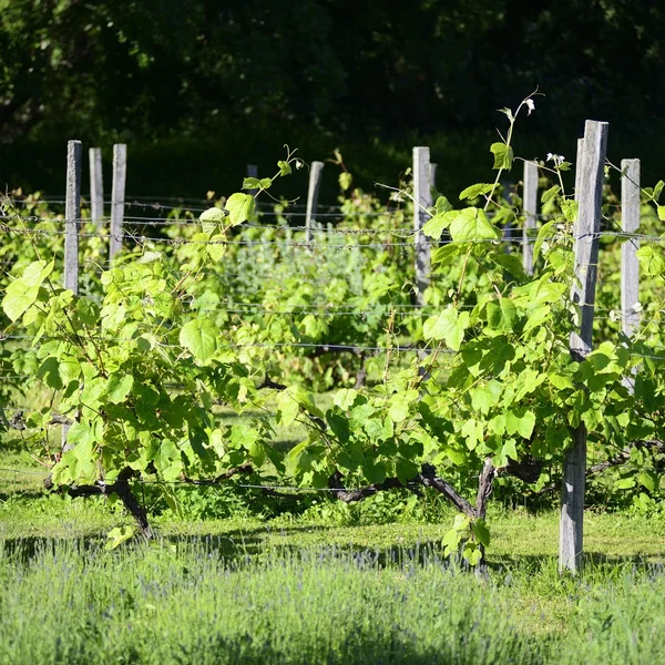 Vigne italiane sfondo — Foto Stock