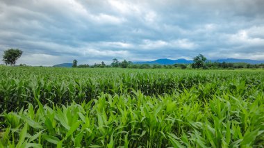 Yeşil mısır tarlası