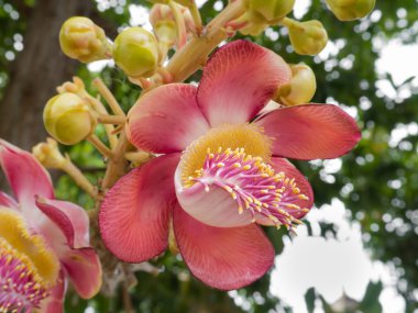 Cannonball ağaç çiçek