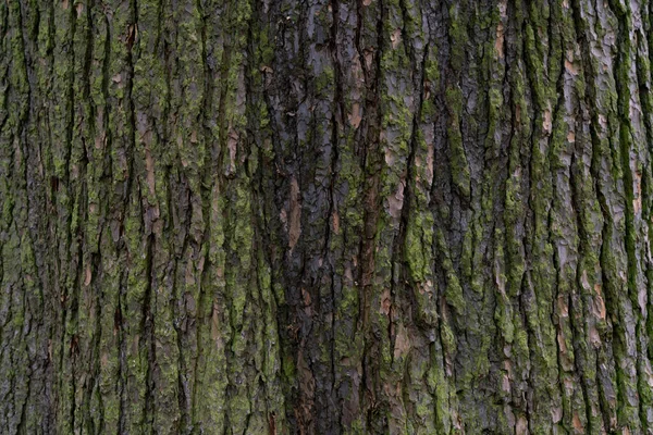 乾いた木の樹皮の植物の質感と背景自然概念 — ストック写真