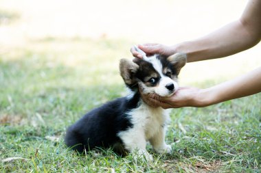 Corgi köpeği ya da evcil hayvanına kene ve pire önleme tedavisi uygulayan bir kadın.