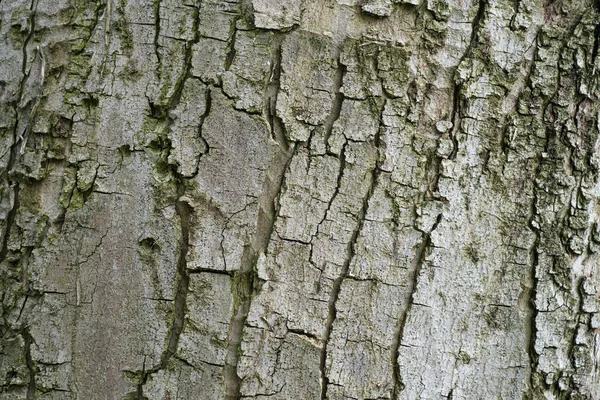 Sucha Struktura Kory Drzewa Tło Koncepcja Natury — Zdjęcie stockowe