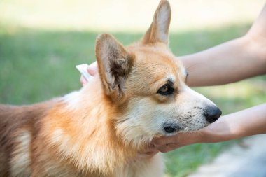 Corgi köpeği ya da evcil hayvanına kene ve pire önleme tedavisi uygulayan bir kadın.