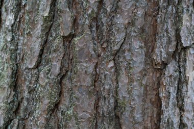 Kuru ağaç kabuğu dokusu ve arka plan, doğa kavramı