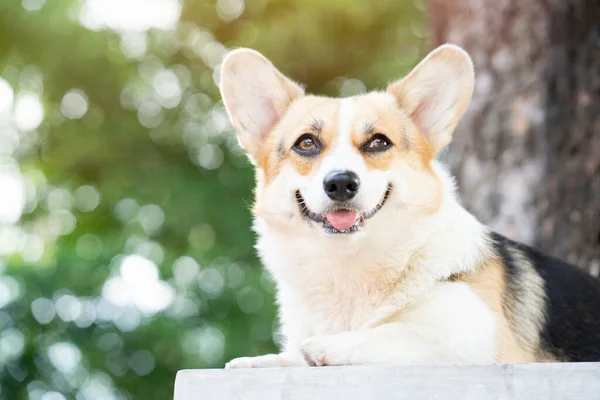 Коргі Собака Посміхається Щасливий Літній Сонячний День — стокове фото