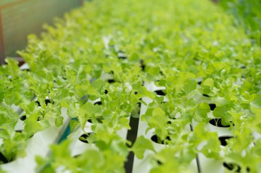 tarım hidroponiği çiftlikte yeşil sebze