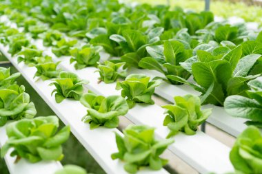 tarım hidroponiği çiftlikte yeşil sebze, sağlıklı konsept için yiyecek.