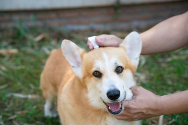 Corgi köpeği ya da evcil hayvanına kene ve pire önleme tedavisi uygulayan bir kadın.