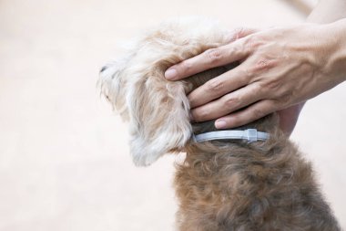 woman wearing a collar band for dog, kill and repel tick and flea