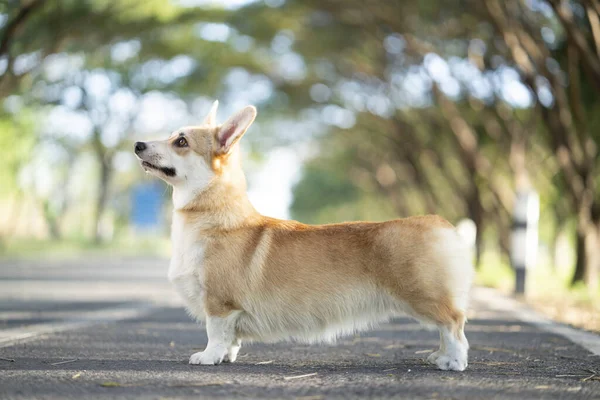 Corgi Pes Stojící Silnici Létě Slunečný Den — Stock fotografie