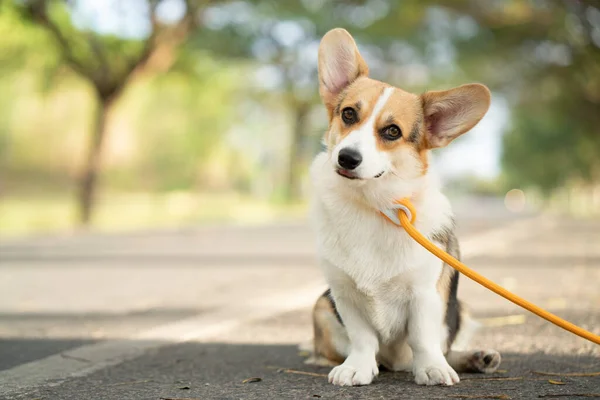 Corgi Pes Sedí Silnici Létě Slunečný Den — Stock fotografie