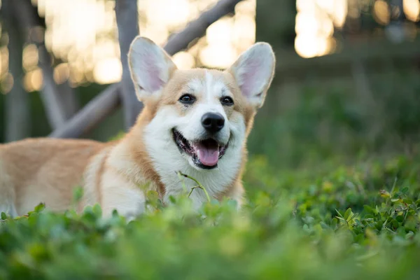Коргі Собака Траві Літній Сонячний День — стокове фото