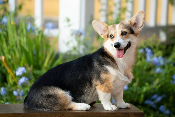 Cão Corgi Sentado Mesa Verão Dia Ensolarado — Fotografia de Stock