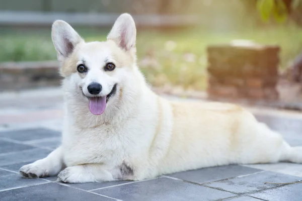 Cão Corgi Grama Verão Dia Ensolarado — Fotografia de Stock