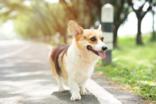 Corgi Hond Weg Zomer Zonnige Dag — Stockfoto