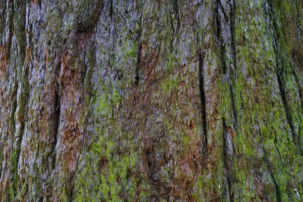 Textur Und Hintergrund Der Trockenen Baumrinde Naturkonzept — Stockfoto