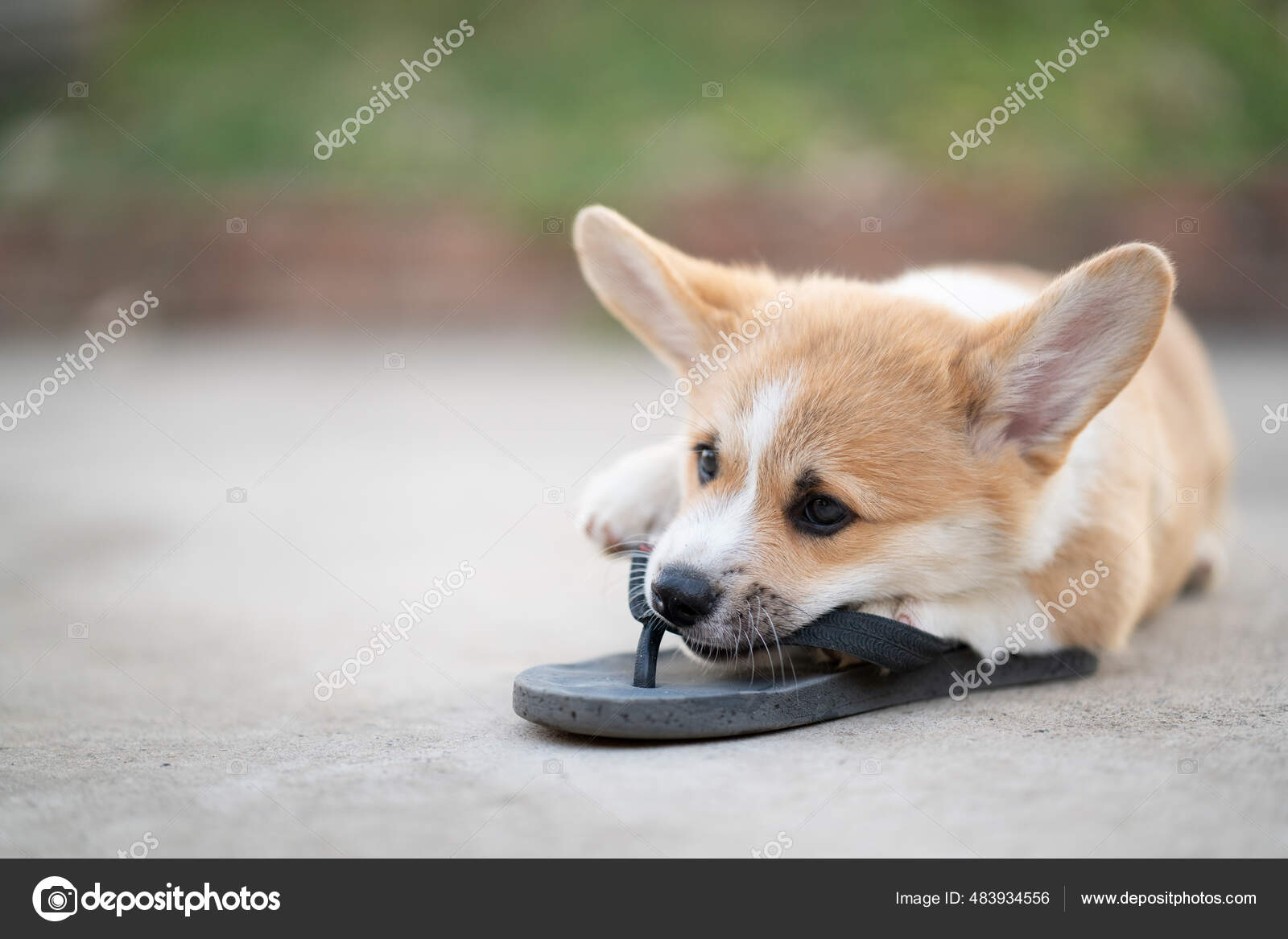 Corgi Flip Flops - Welsh Corgi Flip Flops - Welsh