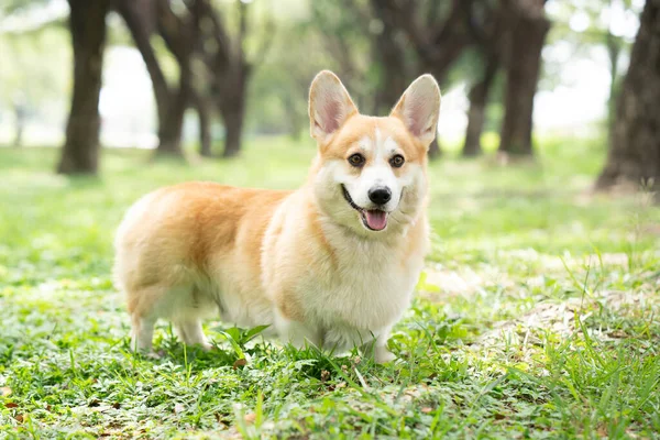 Corgi Pies Trawie Letni Słoneczny Dzień — Zdjęcie stockowe
