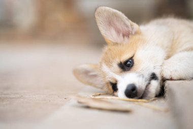 Corgi yavru köpeği bekliyor ya da güneşli yaz gününde yalan söylüyor.