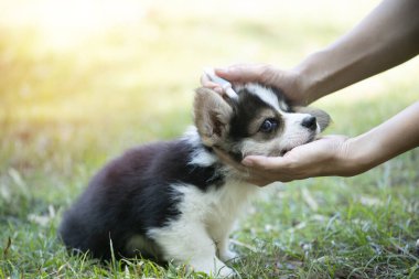 Mantar yavrusu köpeğine kene ve pire önleme tedavisi uygulayan bir kadın.