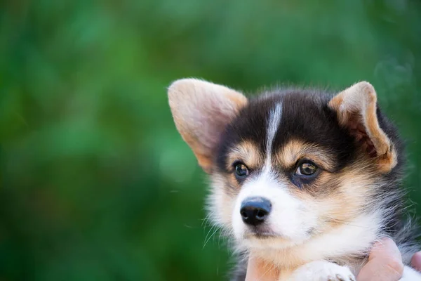 Güneşli Yaz Gününde Corgi Nin Yavru Köpeğini Eline — Stok fotoğraf