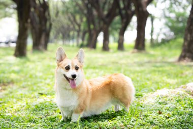 Güneşli yaz gününde Corgi dog evcil hayvanını kapat.