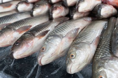 Süpermarkette taze balıklar buzda yatıyor.