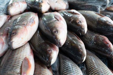 Süpermarkette taze balıklar buzda yatıyor.