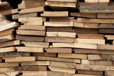 Ormandaki ağaç kütüğünü yakın plan veya günlük kaydı