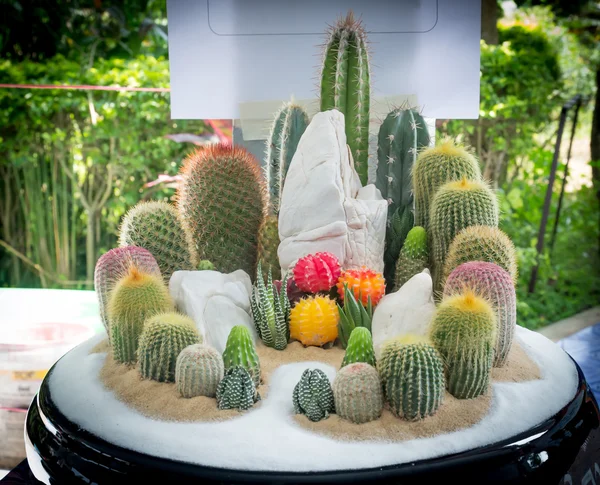 Cactus in gardent — Stock Photo, Image