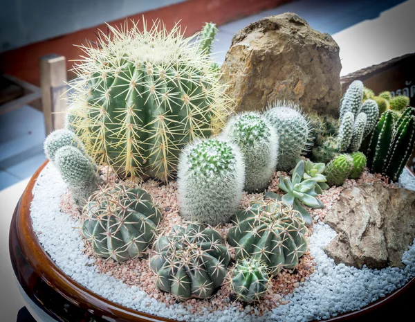 Cactus in gardent — Stock Photo, Image