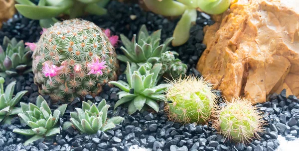 Cactus in gardent — Stock Photo, Image