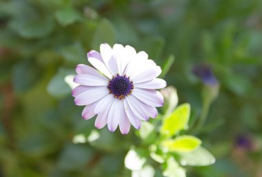 Güller görünümü kapatın