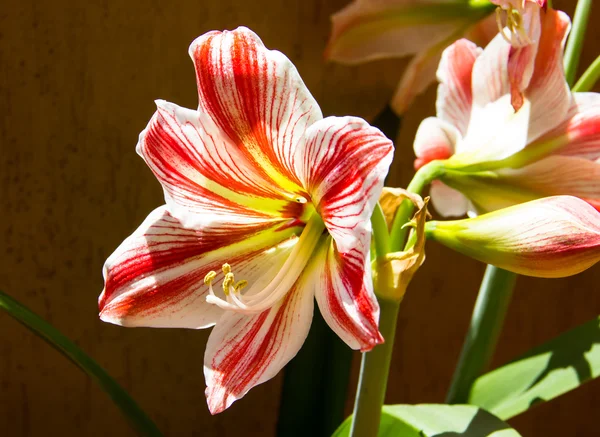 Lily flower seen up close — Stock Photo, Image
