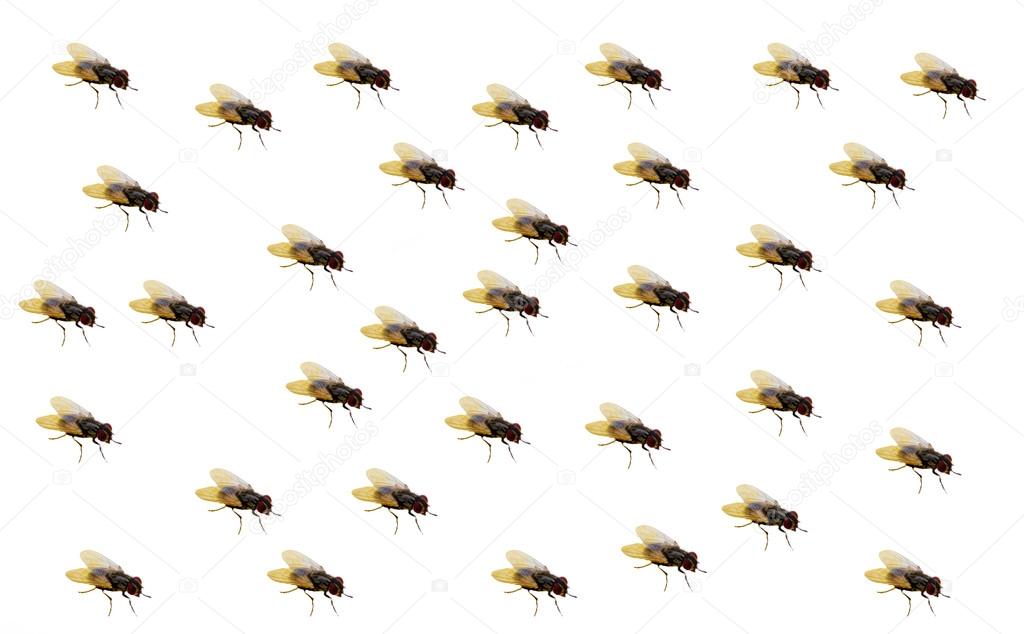 Flies on a white background