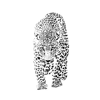 Sana doğru yürüyen bir leoparın siyah beyaz çizimi