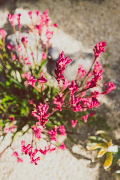 フィールドの浅い深さで撮影日当たりの良い裏庭に赤い花の屋外でネイティブオーストラリアのカンガルー足の植物 — ストック写真
